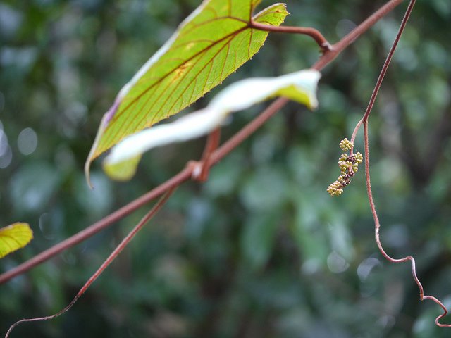 ampelocissus-indica-2.jpg